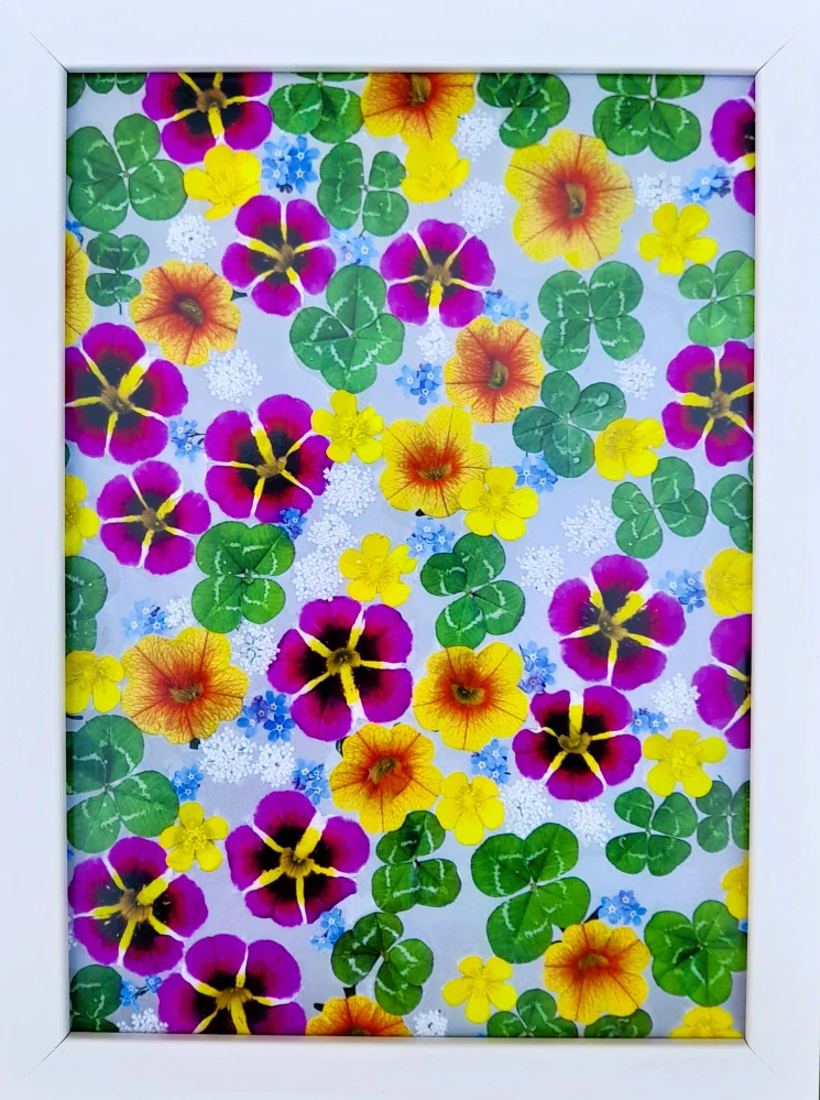 Fotografie - čtyřlístky s květy minipetunií, pryskyřníku, pomněnek a tavolníku 13x18cm v bílém rámečku