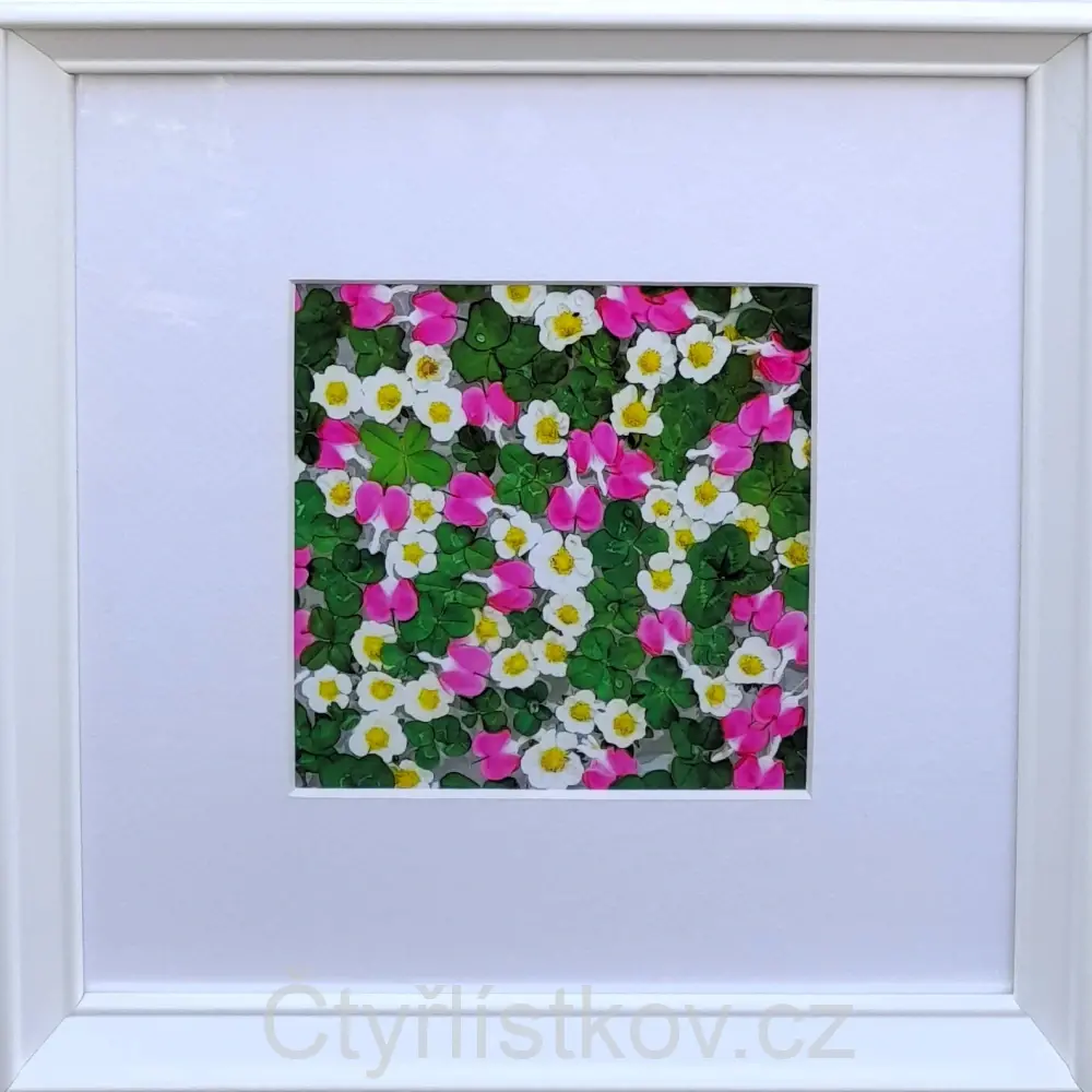 Fotografie - čtyřlístky s květy srdcovky a jahodníku - 25x25cm - bílá - s paspartou