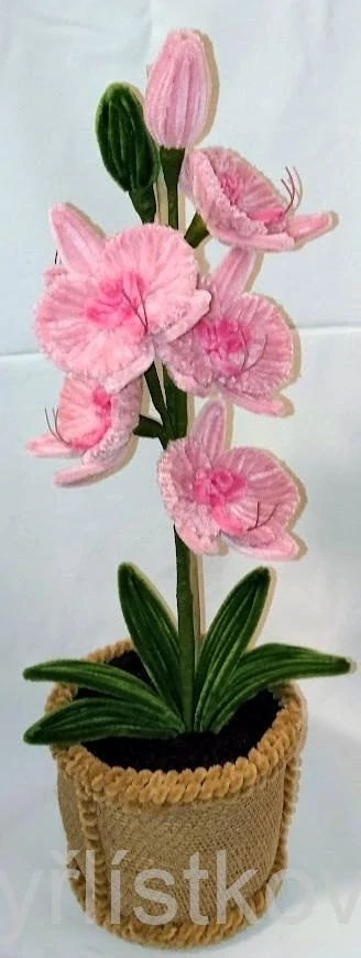 Žinylkové orchideje
