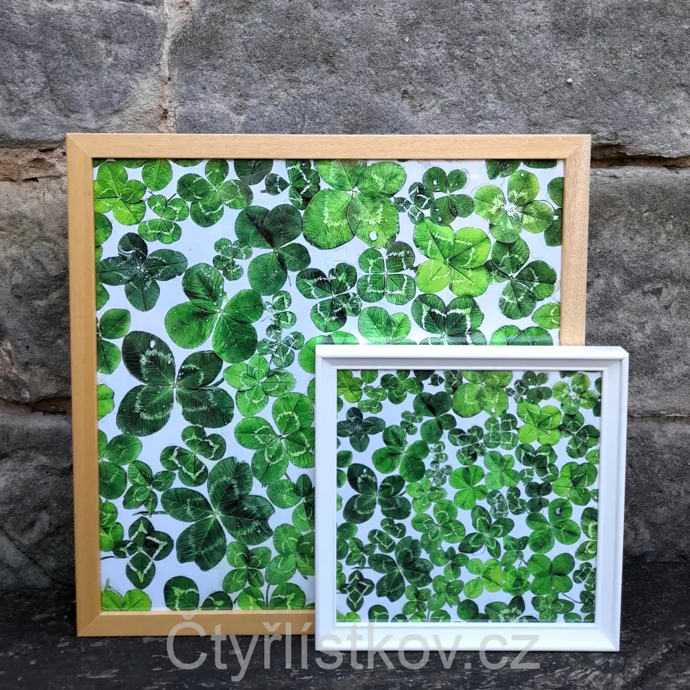 Fotografie plná čtyřlístků 43x43cm - dřevo - plná plocha