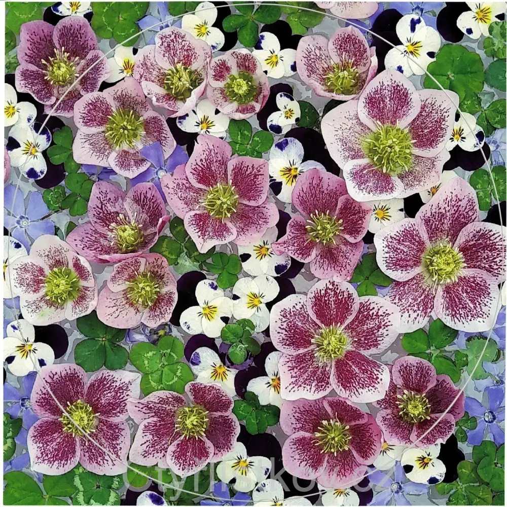 Samolepka - čtyřlístky s květy čemeřice, violek a barvínku - kruh 15 cm
