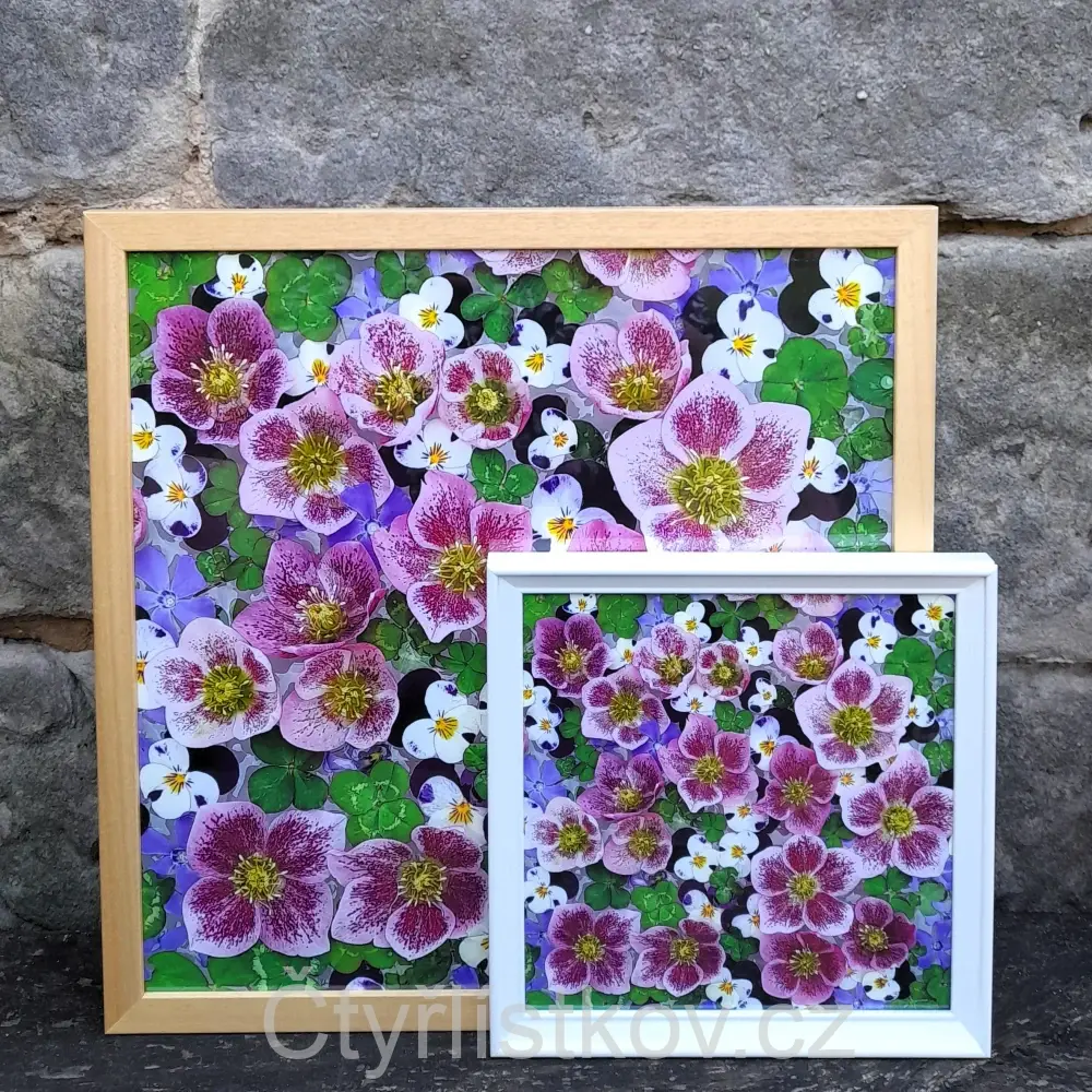 Fotografie - čtyřlístky s květy čemeřice, violek a barvínku - 25x25cm - bílá - plná plocha