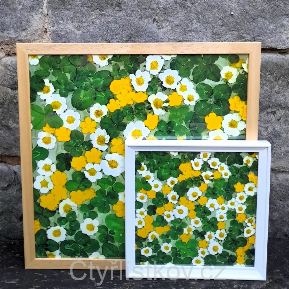 Fotografie - čtyřlístky s květy pryskyřníku a jahodníku - 25x25cm - bílá - plná plocha