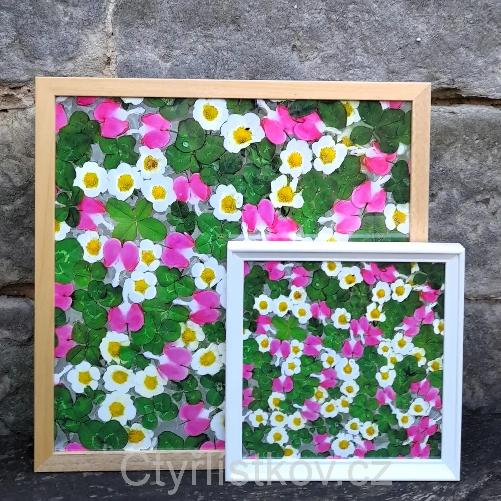 Fotografie - čtyřlístky s květy srdcovky a jahodníku - 25x25cm - bílá - plná plocha
