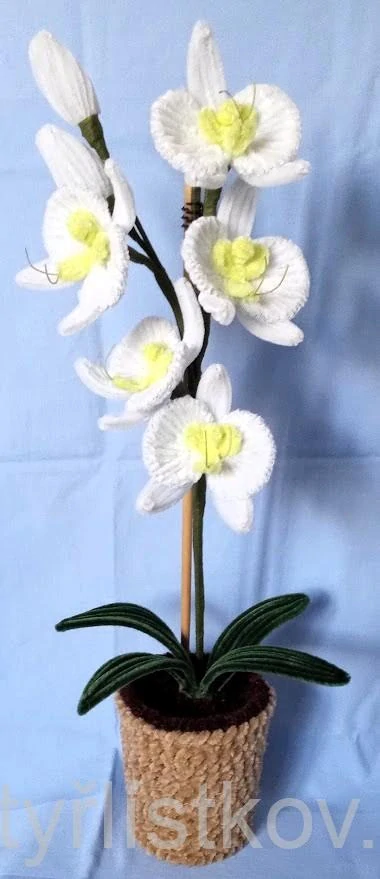 Žinylkové orchideje