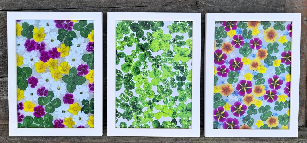 Fotografie - čtyřlístky s květy minipetunií, pryskyřníku, pomněnek a tavolníku 13x18cm v bílém rámečku