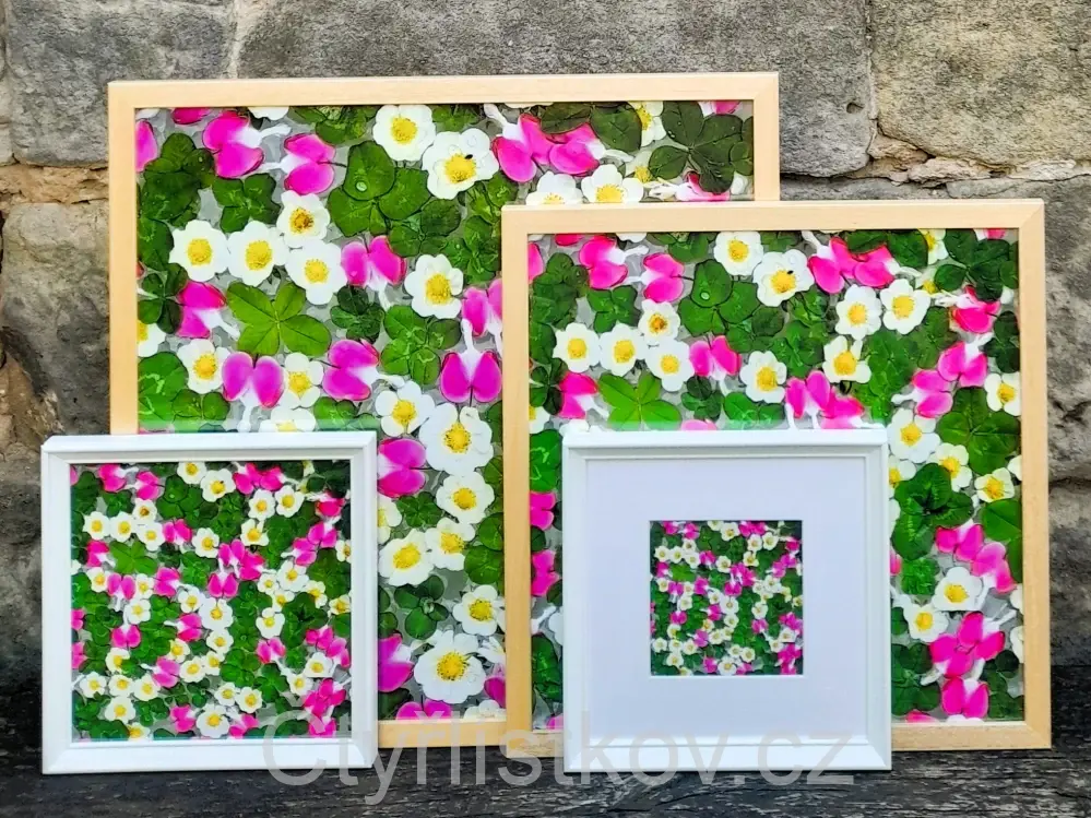 Fotografie - čtyřlístky s květy srdcovky a jahodníku - 25x25cm - bílá - plná plocha