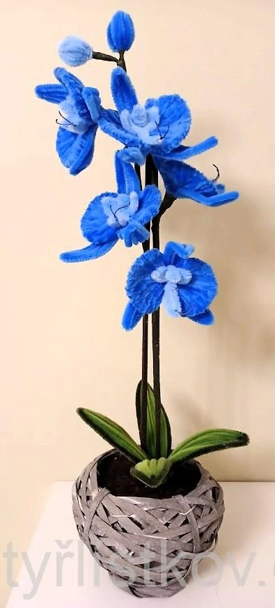 Žinylkové orchideje