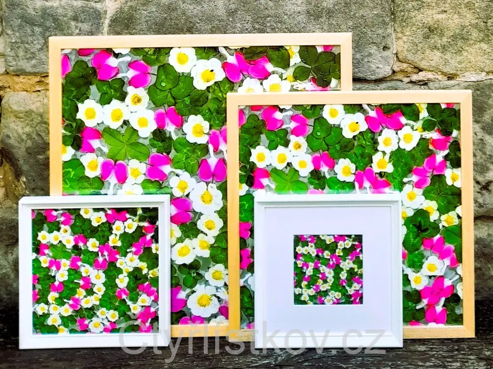 Fotografie - čtyřlístky s květy srdcovky a jahodníku - 25x25cm - bílá - s paspartou