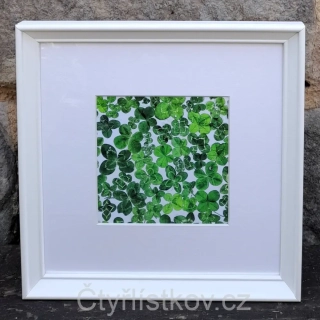 Fotografie plná čtyřlístků 25x25cm - bílá - s paspartou