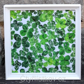Fotografie plná čtyřlístků 25x25cm - bílá - plná plocha