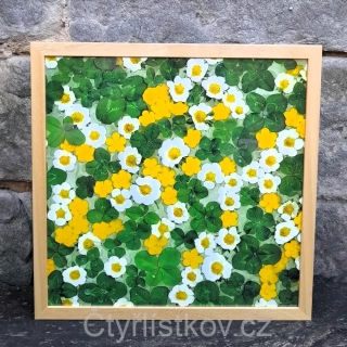 Fotografie - čtyřlístky s květy pryskyřníku a jahodníku - 43x43cm - dřevo - plná plocha