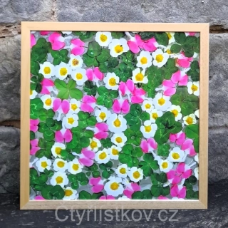 Fotografie - čtyřlístky s květy srdcovky a jahodníku - 43x43cm - dřevo - plná plocha
