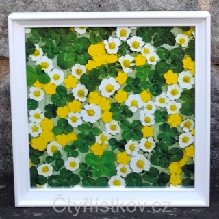 Fotografie - čtyřlístky s květy pryskyřníku a jahodníku - 25x25cm - bílá - plná plocha