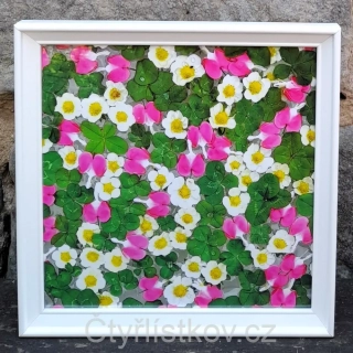 Fotografie - čtyřlístky s květy srdcovky a jahodníku - 25x25cm - bílá - plná plocha