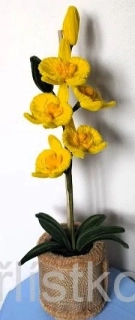 Žinylkové orchideje